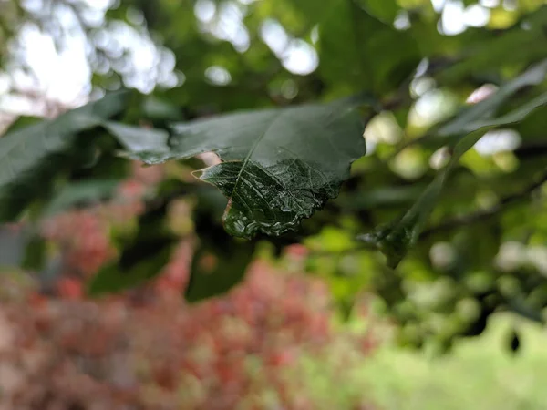 Closeup Shot Tree Branches Green Leaves — Stock Photo, Image