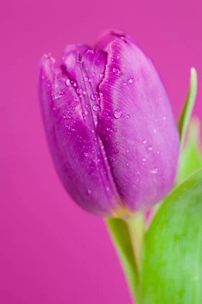 Vertical Closeup Shot Head Gorgeous Purple Tulip Purple Background — Stock Photo, Image