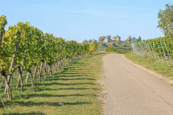 Uno Splendido Scenario Alberi Uva Vigna — Foto Stock