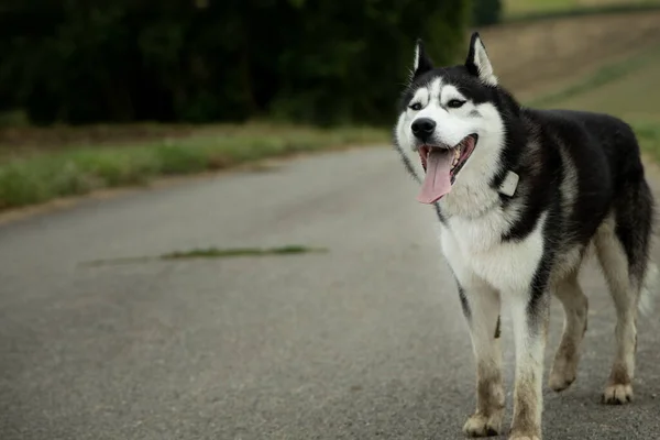 Una Hermosa Toma Adorable Husky Sobre Fondo Borroso —  Fotos de Stock