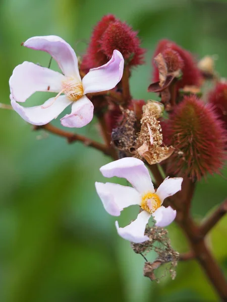 Focus Selettivo Bellissimi Fiori Bixa Orellana Che Sbocciano Nella Foresta — Foto Stock