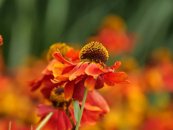Macro Shot Beautiful Helenium Flower Field — Stock Photo, Image