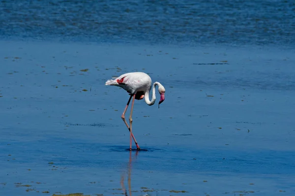 Belo Flamingo Água Azul Clara — Fotografia de Stock