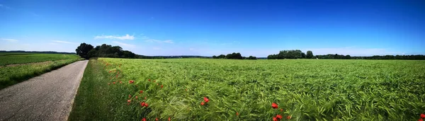 Eine Panoramaaufnahme Eines Weizenfeldes Mit Mohnblumen Und Einer Winzigen Straße — Stockfoto