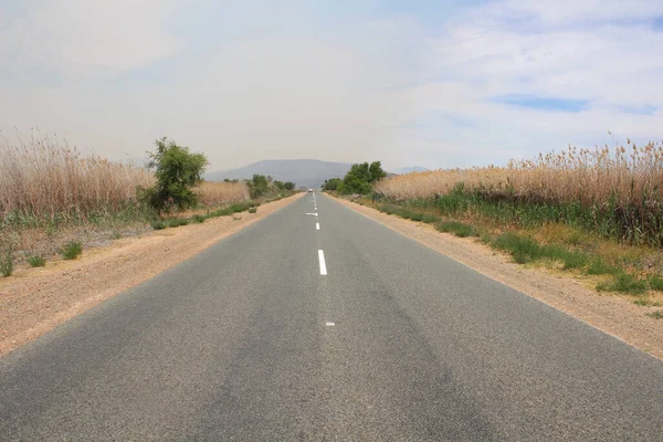 Tiro Perto Caminho Vazio Rodeado Árvores — Fotografia de Stock