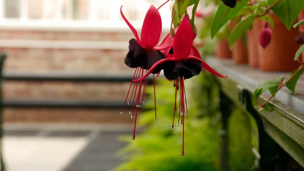 ภาพโฟก ของดอกไม สวยงาม Fuchsia ในพ นหล ดเจน — ภาพถ่ายสต็อก