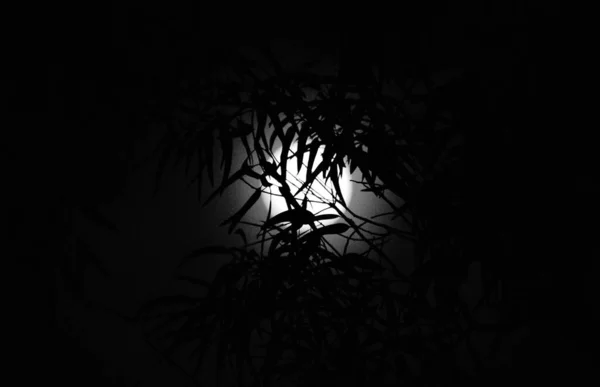 Une Silhouette Branches Laisse Derrière Elle Une Pleine Lune Dans — Photo