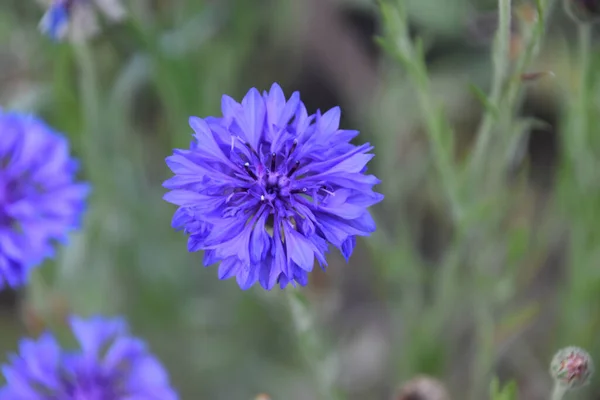 Closeup Shot Beautiful Purple Aster Flowers Garden — Stock Photo, Image