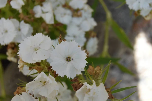 庭で美しい白い常緑樹のバラの花のクローズアップショット — ストック写真