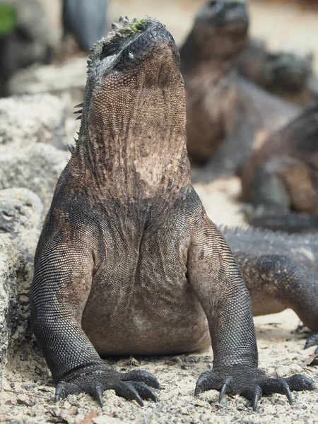 Tiro Perto Uma Iguana Marinha Rochas — Fotografia de Stock