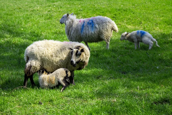 Yeşillikte Numaralandırılmış Koyun Kuzusu Manzarası — Stok fotoğraf