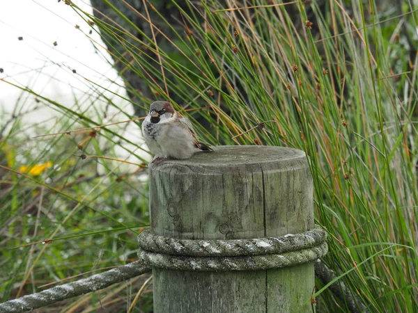 Closeup Sparrow Log Grasses Background — Stock Photo, Image