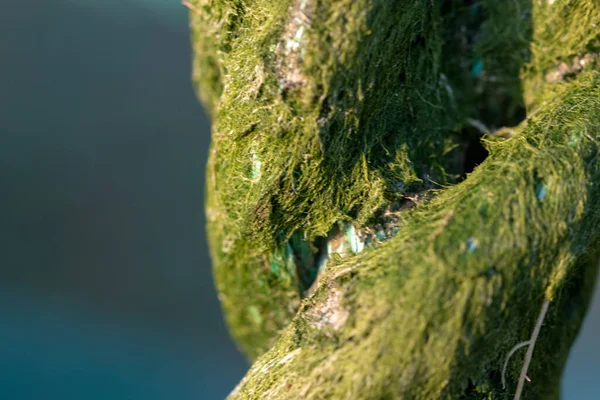 風化した苔むしたロープのマクロショット — ストック写真