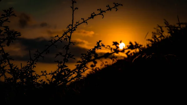 Belo Tiro Silhuetas Plantas Fundo Brilhante Céu Por Sol — Fotografia de Stock