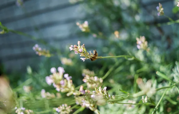 Tiro Close Uma Abelha Mel Suga Néctar Uma Flor — Fotografia de Stock