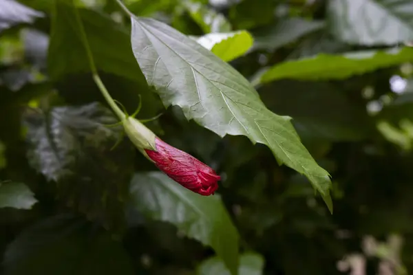 Closeup Shot Unblossomed Hibiscus Flower Garden — Stock Photo, Image