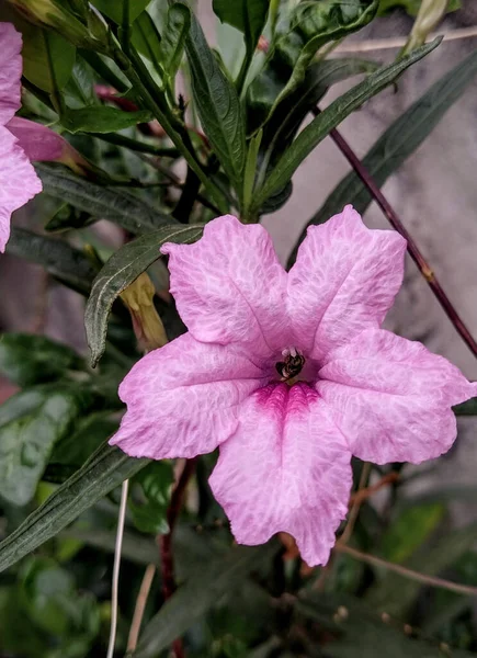 Tiro Close Belas Flores Roxas Mexicanas Petúnias Jardim — Fotografia de Stock