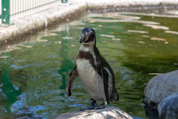 Primer Plano Adorable Pingüino Humboldt Cerca Estanque Zoológico — Foto de Stock