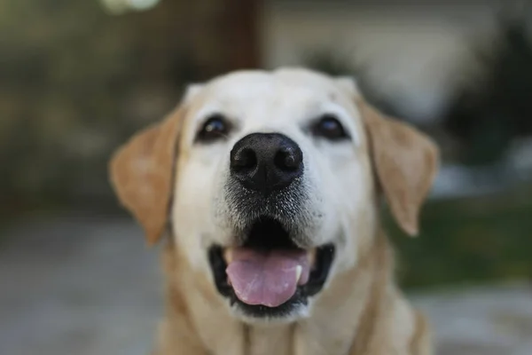 Eine Nahaufnahme Eines Entzückenden Labrador Retrievers — Stockfoto