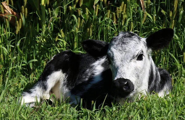 Bezerro Raça Mista Deitado Grama Lado Campo Milho — Fotografia de Stock