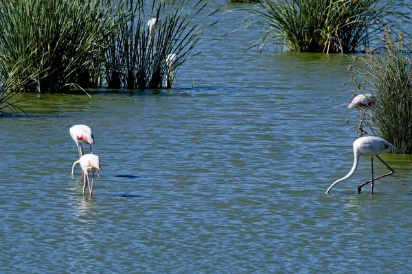 Eine Schöne Aufnahme Von Flamingos Wasser — Stockfoto