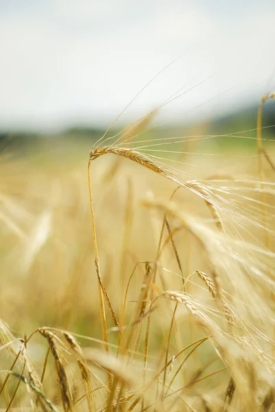 Vertikální Selektivní Záběr Krásných Pšeničných Rostlin Zemědělské Farmě — Stock fotografie