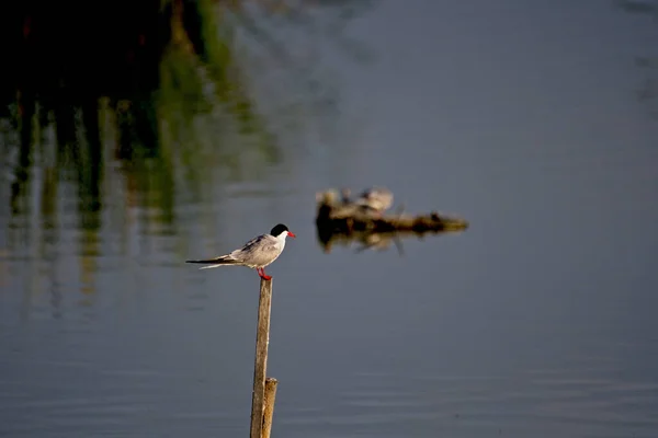 Der Schöne Flussseeschwalbenvogel Steht Auf Dem Wald — Stockfoto