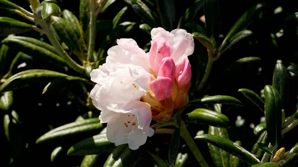 Primo Piano Fiori Rododendro Sotto Luce Del Sole — Foto Stock