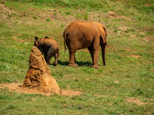 Grand Éléphant Brun Bébé Éléphant Marchant Dans Champ — Photo