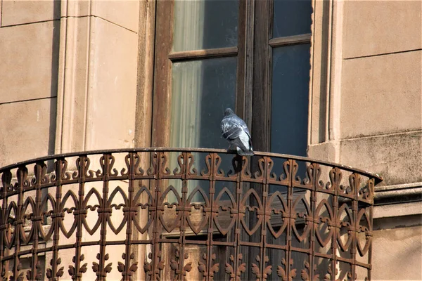 鸽子和阳台 — 图库照片