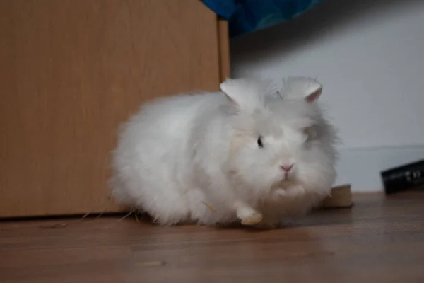 Een Prachtig Shot Van Een Witte Pluizige Angora Konijn Het — Stockfoto