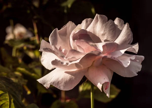 Ένα Κοντινό Πλάνο Ενός Όμορφου Λευκού Τριαντάφυλλου Κάτω Από Φως — Φωτογραφία Αρχείου