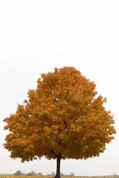 배경에 주행성의 황금빛 나무를 수직으로 — 스톡 사진