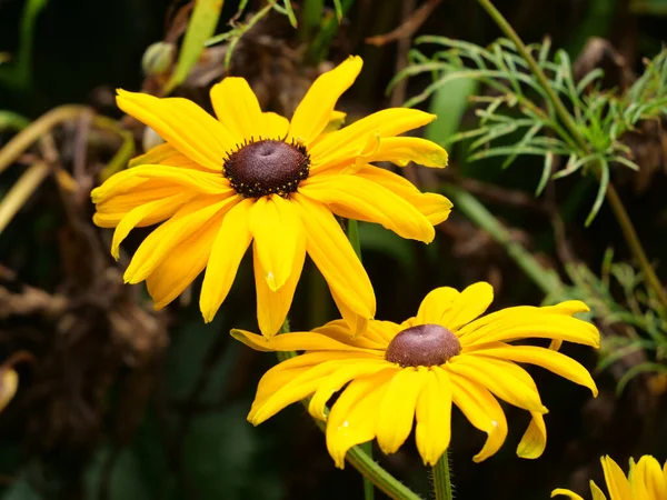 Primer Plano Flores Amarillas Rudbeckia Capturadas Durante Día — Foto de Stock