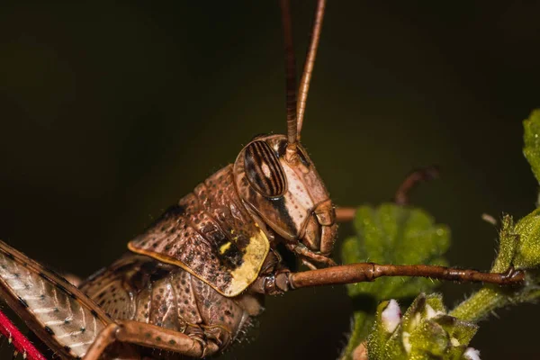 Plan Macro Une Libellule Sur Une Feuille Verte Sur Fond — Photo