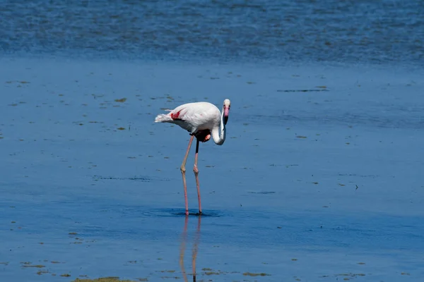 Beautiful Flamingo Standing Clear Blue Water — Stock Photo, Image