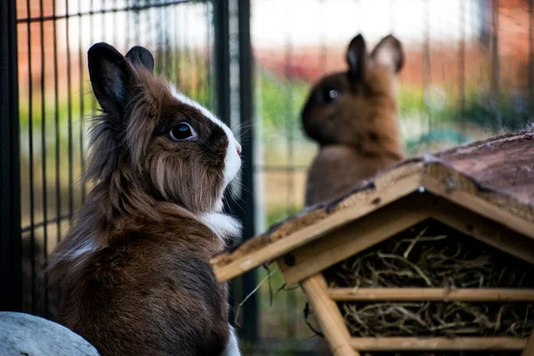 Коричневый Кролик Клетке Открытом Воздухе — стоковое фото
