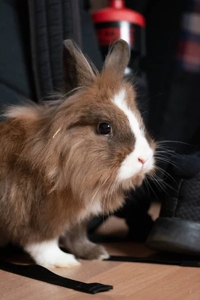 ふわふわの茶色のウサギの垂直浅いフォーカスクローズアップショット — ストック写真