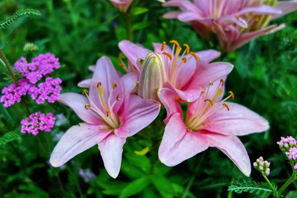 Zbliżenie Ujęcie Pięknych Kwiatów Lily Pod Rozmytym Tle — Zdjęcie stockowe