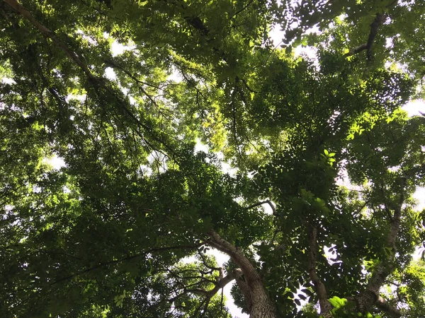 Yeşil Ağaç Dallarının Alçak Açılı Görüntüsü — Stok fotoğraf