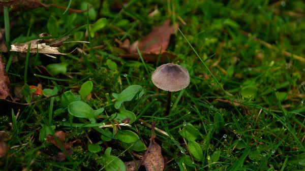 草の中の小さなキノコのクローズアップショット — ストック写真