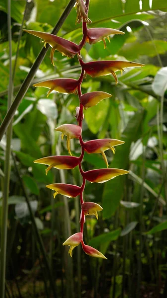 Colpo Verticale Ramo Heliconia — Foto Stock