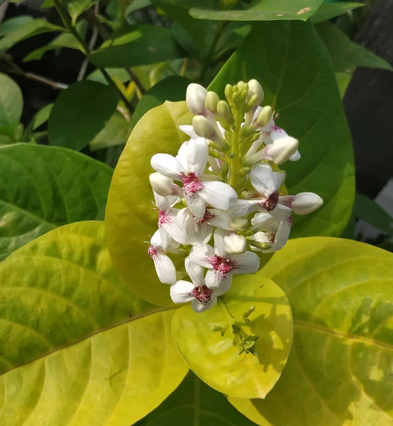 Vertical Closeup Shot Beautiful Milkweed Flowers Garden — Stock Photo, Image