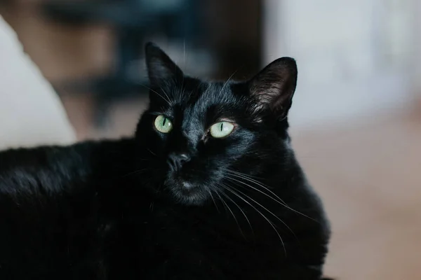 Gros Plan Beau Chat Noir Aux Yeux Verts Perçants — Photo