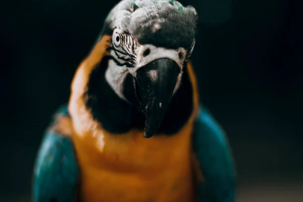 Retrato Belo Papagaio Ambiente Natural — Fotografia de Stock