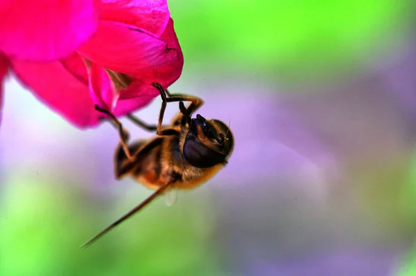 Μια Μακρο Φωτογραφία Μιας Μέλισσας Που Κάθεται Ένα Ροζ Λουλούδι — Φωτογραφία Αρχείου
