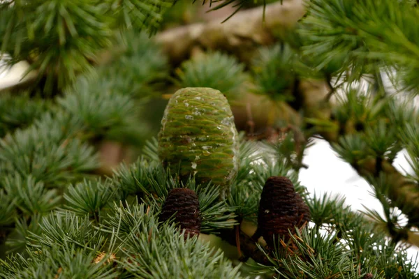 Closeup Shot Cones Spruce — Stock Photo, Image