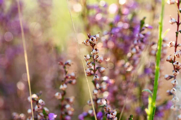 Primer Plano Flores Inglesas Lavanda Campo —  Fotos de Stock