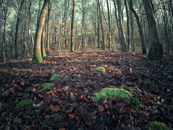 Uma Cena Misteriosa Uma Floresta Outono Com Folhas Caídas Árvores — Fotografia de Stock