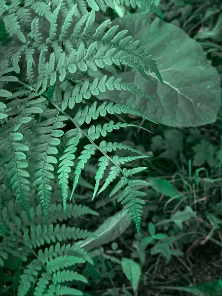 Vertical Shot Fern Branches Background — Stock Photo, Image